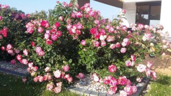 monaco odporne róże rabatowe