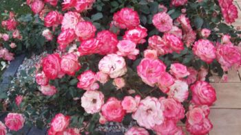 monaco róże rabatowe