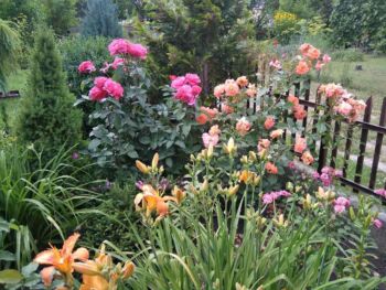 najpiękniejsze róże do ogrodu