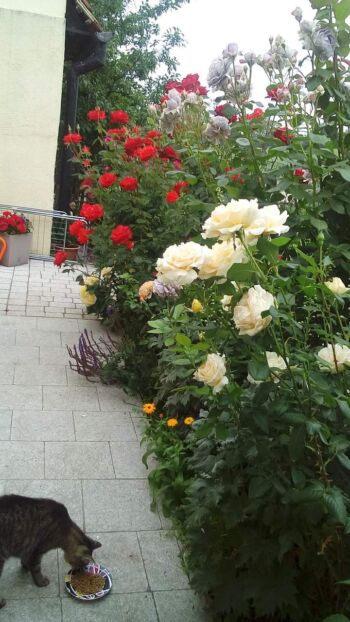 najpiękniejsze róże