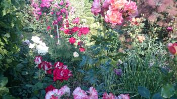 najpiękniejsze róże do ogrodu