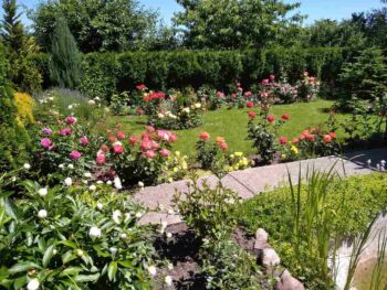 najpiękniejsze róże świata