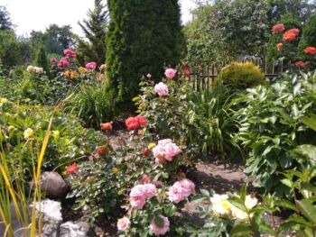 najpiękniejsze róże w ogrodzie