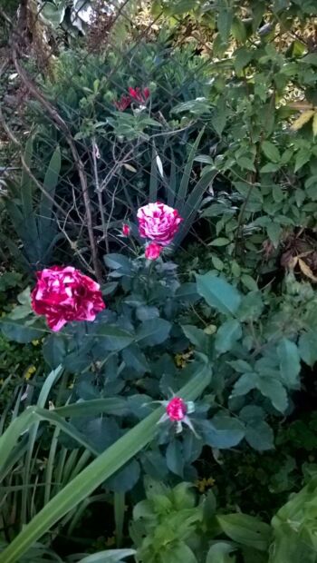 new imagine róża rabatowa wielobarwna