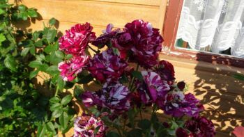 new imagine wielobarwna róża rabatowa