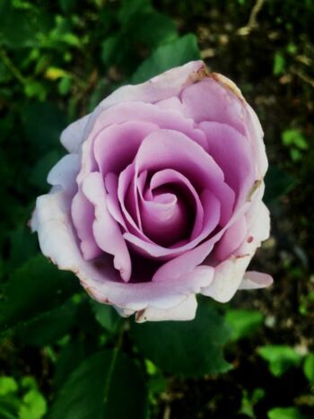 niebieska róża pnąca