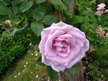 niebieska róża pnąca