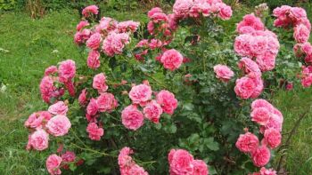 odporna róża parkowa elmshorn