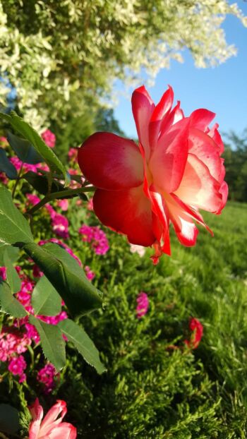 odporna róża rabatowa monaco