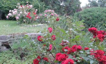 ogród różany