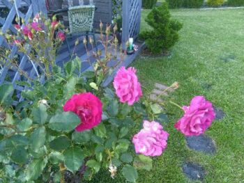 pachnące róże pnące