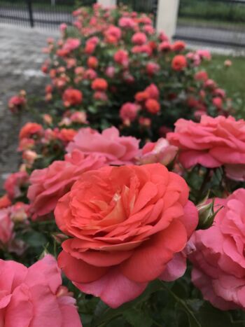 piękna rabata różana piękna rabata różana