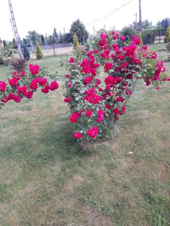 piękna róża parkowa