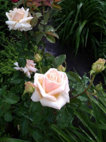 piękne róże wielkokwiatowe