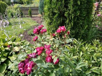 pielęgnacja róż w ogrodzie