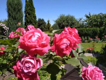 pielęgnacja róż wielkokwiatowych