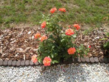 pomarańczowe róże rabatowe