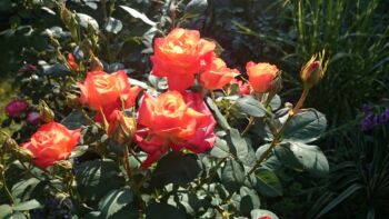 pomarańczowe róże wielkokwiatowe