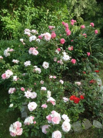 rabata różana bonica oraz leonardo da vinci