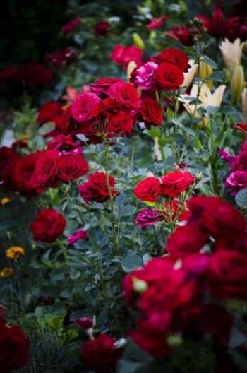 rabatowe róże ogrodowe czerwone