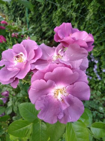 rhapsody in blue niebieska róża parkowa