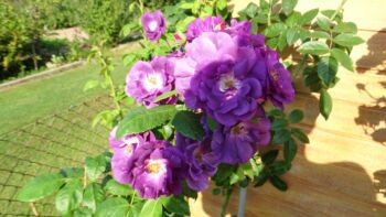 rhapsody in blue róża parkowa