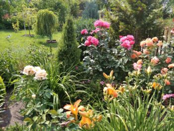 rodzaje róż ogrodowych