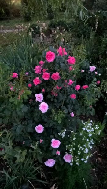 rodzaje róż rabatowych