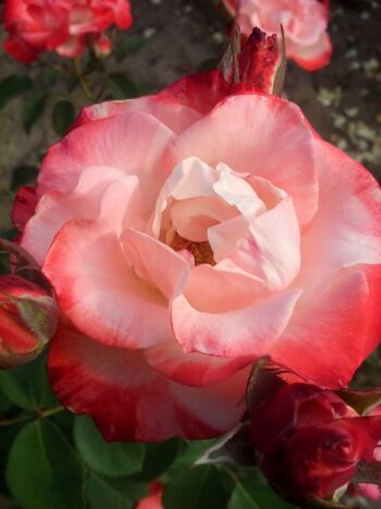 róża parkowa auf die freundschaft