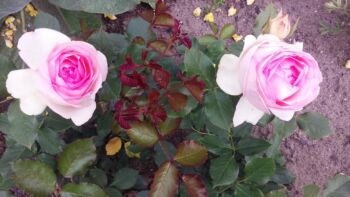 róża parkowa eden rose