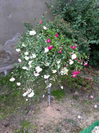 róża pienna 2kolorowa excelsa&swany