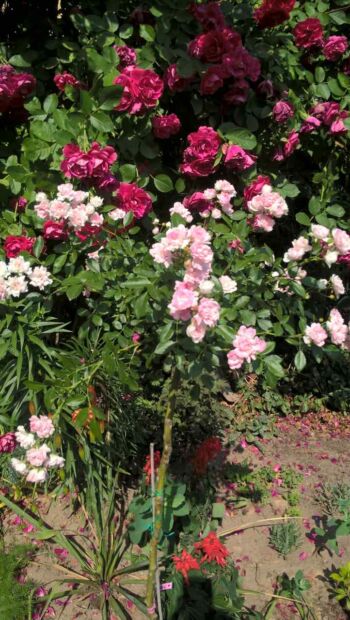 róża pienna bonica