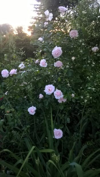 róża pnaca new dawn