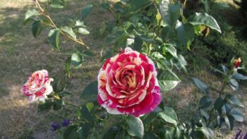 róża pnąca vanille fraise