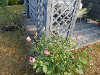 róża pnąca violette perfumee gpt