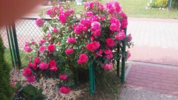 róża rabatowa leonardo da vinci