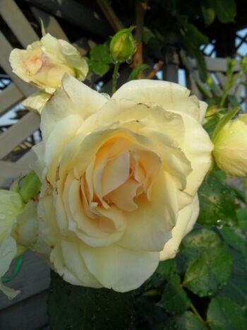 róża wielkokwiatowa