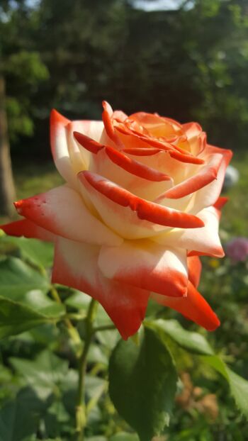 róża wielkokwiatowa imperatrice farah