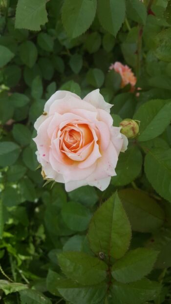 róża wielkokwiatowa łososiowa