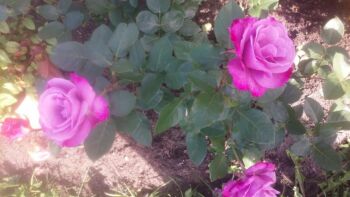 róża wielkokwiatowa moody blue