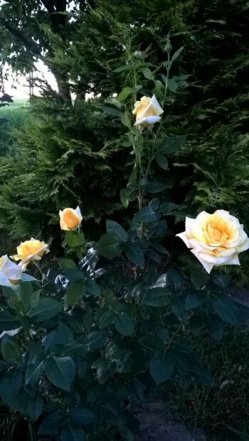 róża żółta wielkokwiatowa