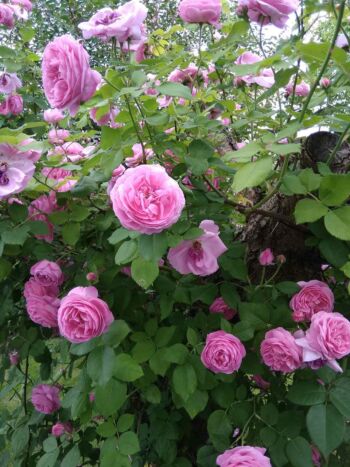 róże historyczne parkowe