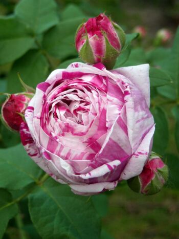 róże historyczne variegata di bologna