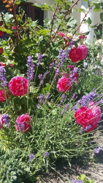 róże krzaczaste Alexander MacKenzi