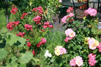 róże kwiaty zdjęcia