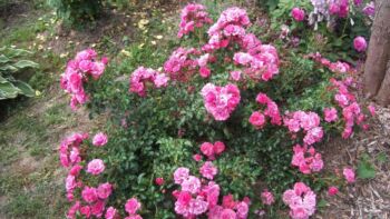 róże okrywowe heidetraum