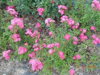 róże okrywowe lovely fairy