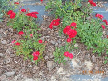 róże okrywowe red fairy