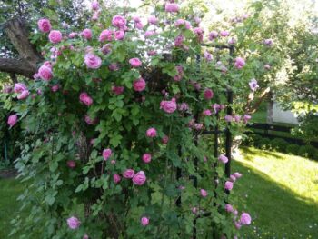 róże parkowe pachnące