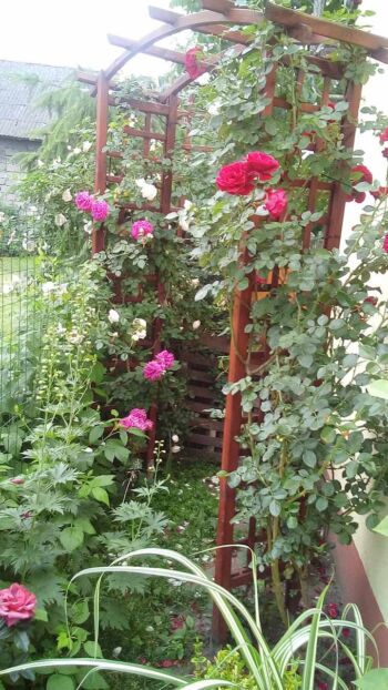 róże pnące odmiany